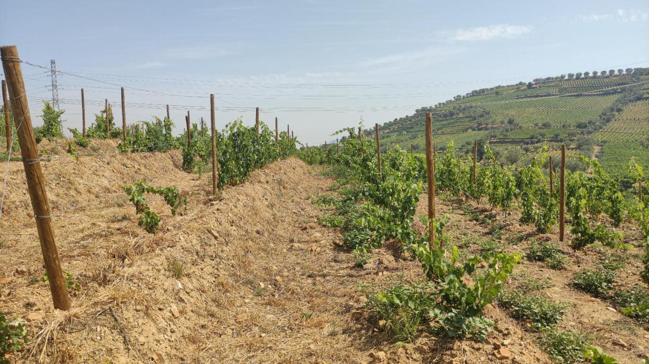 Quinta Dos Padrinhos - Suites In The Heart Of The Douro Lamego Exterior photo