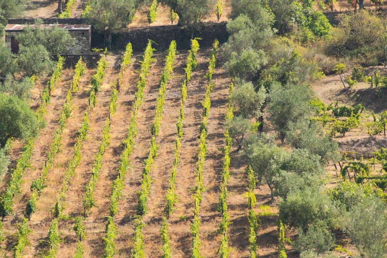 Quinta Dos Padrinhos - Suites In The Heart Of The Douro Lamego Exterior photo